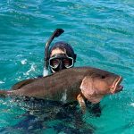 spearfishing in St Croix